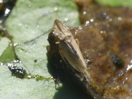 Réf. 309 723 : Eupelix cuspidata